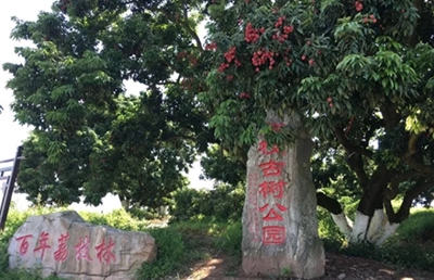 泸州合江柿子田村打造“花海经济” 助力乡村振兴